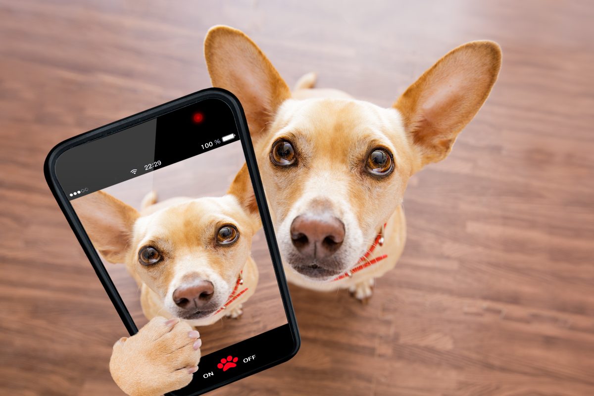Dog Monitor on Phone?